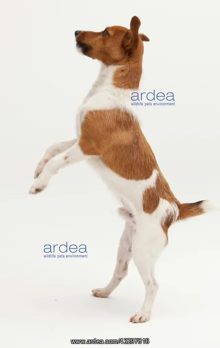 : A Jack Russel Terrier performing different postures : A Jack Russel Terrier performing different postures