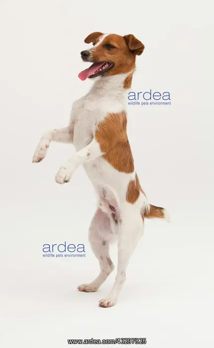: A Jack Russel Terrier performing different postures : A Jack Russel Terrier performing different postures
