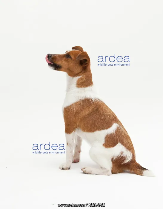 : A Jack Russel Terrier performing different postures : A Jack Russel Terrier performing different postures