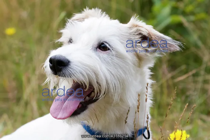 : Jack Russel terrier, portrait : Jack Russel terrier, portrait