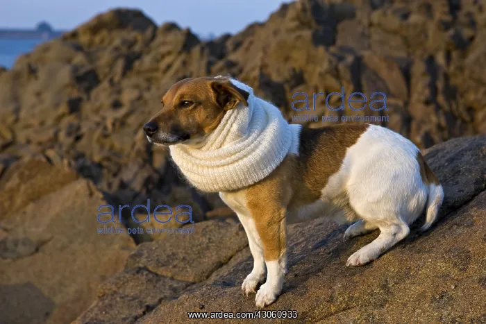 : Jack Russel Terrier with a scarf in winter France : Jack Russel Terrier with a scarf in winter France