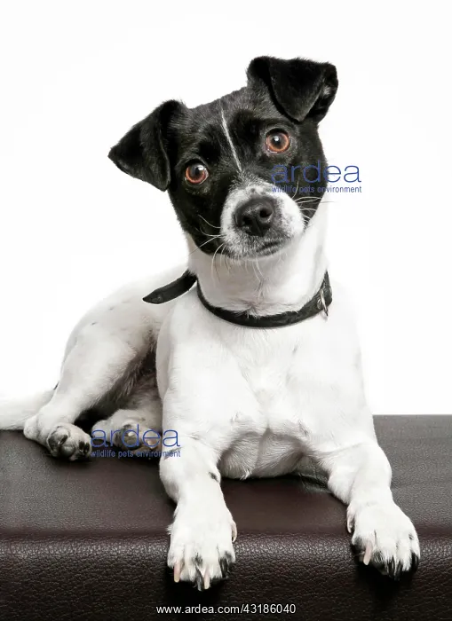: Jack Russell, bitch : Jack Russell, bitch
