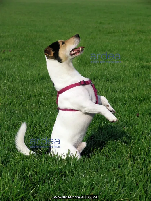 : Jack Russell does the manly thing, Germany, Europe : Jack Russell does the manly thing, Germany, Europe