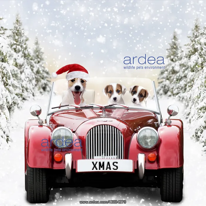 : Jack Russell Dog driving car with puppies through : Jack Russell Dog driving car with puppies through