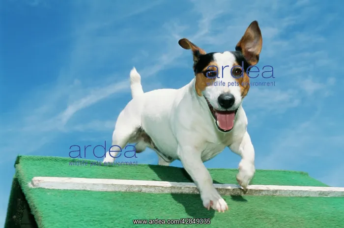  : Jack Russell DOG - jumping hurdle