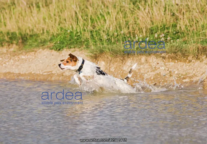  : Jack Russell Dog - jumping into water
