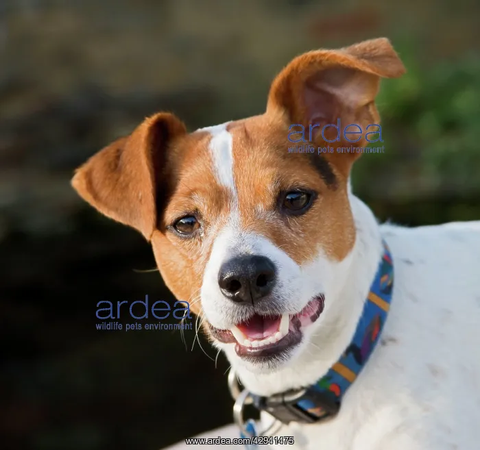  : Jack Russell Dog - portrait