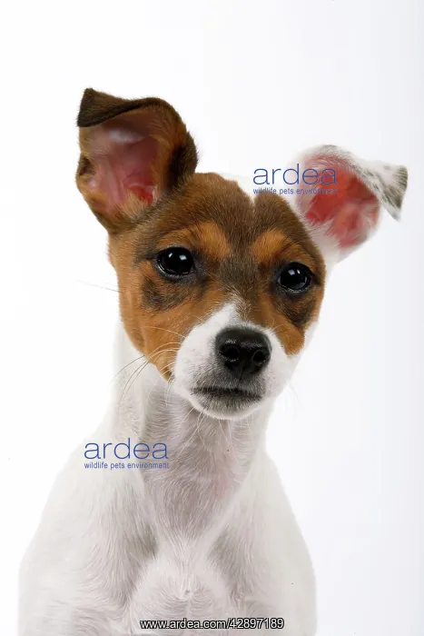  : Jack Russell Dog - puppy (4 months)