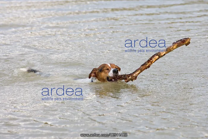  : Jack Russell Dog - swimming, with large stick