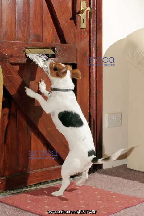  : Jack Russell DOG - takes newspaper from letterbox