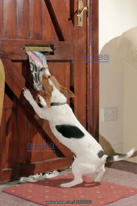  : Jack Russell DOG - takes newspaper from letterbox