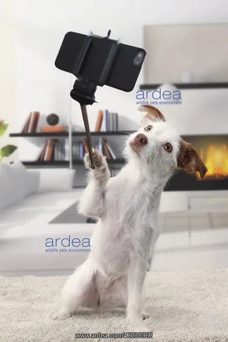  : Jack Russell DOg taking a selfie