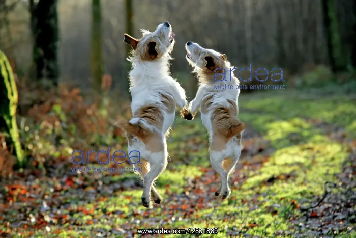  : Jack Russell dogs jumping in mid-air, walking along together