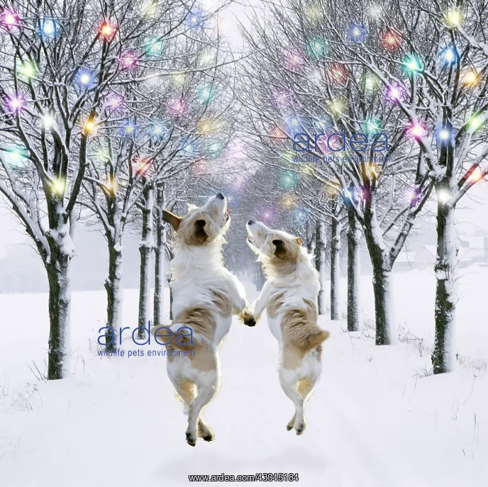 : Jack Russell dogs jumping in mid-air, walking along : Jack Russell dogs jumping in mid-air, walking along