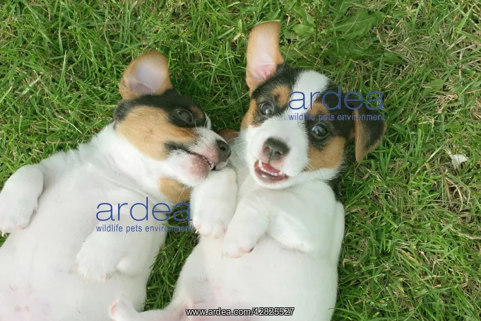  : Jack Russell Dogs - puppies, male and female on backs
