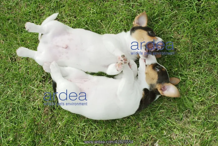 : Jack Russell Dogs - two puppies, male and female on backs : Jack Russell Dogs - two puppies, male and female on backs