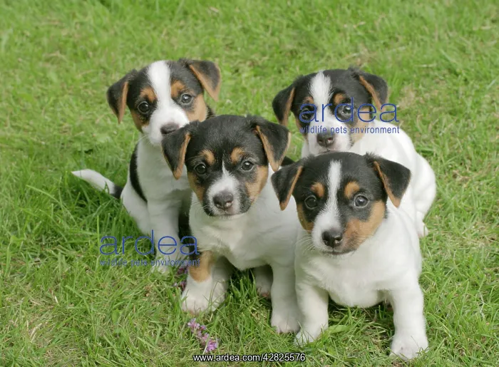  : Jack Russell Dogs - Puppies - quads sitting together