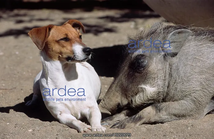 : Jack Russell, friends with a Warthog (Phacochoerus : Jack Russell, friends with a Warthog (Phacochoerus