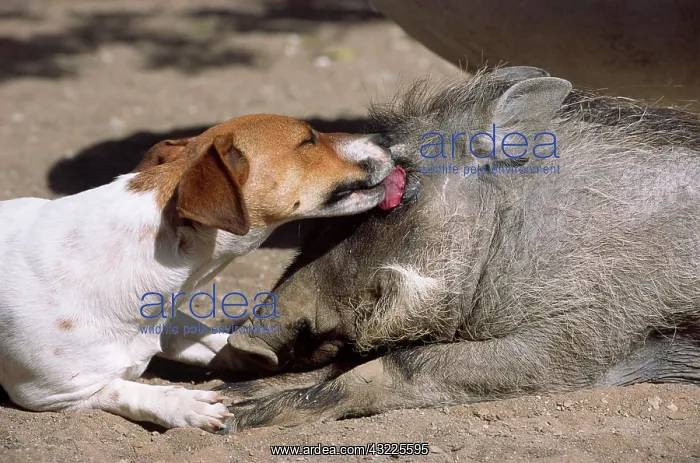 : Jack Russell, friends with a Warthog (Phacochoerus : Jack Russell, friends with a Warthog (Phacochoerus