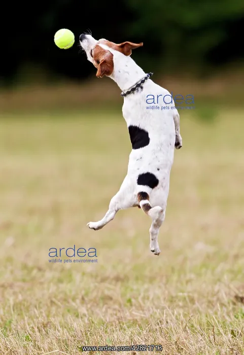  : Jack Russell - jumping for ball