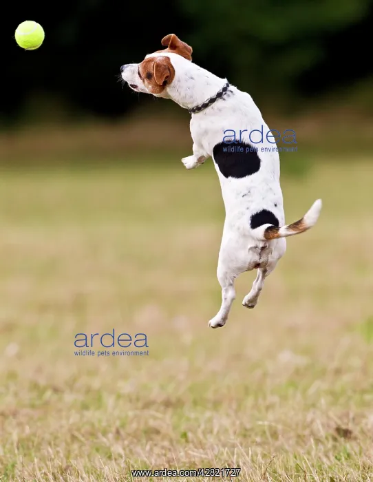  : Jack Russell - jumping for ball