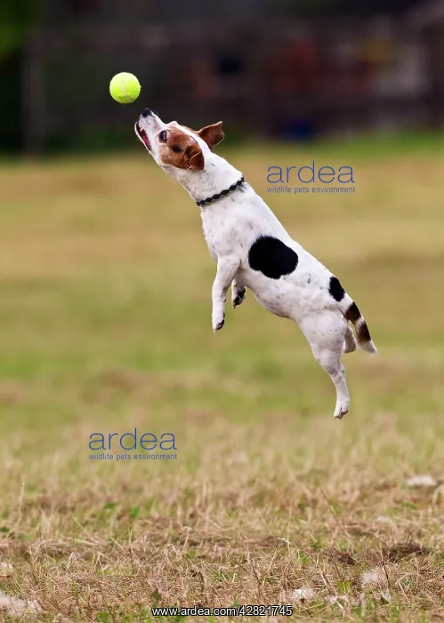  : Jack Russell - jumping for ball