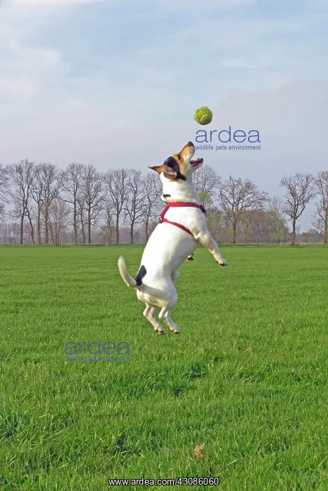: Jack Russell jumps in the air, Germany, Europe : Jack Russell jumps in the air, Germany, Europe