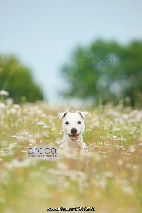 : Jack Russell - Parson Russell Terrier, male, sitting : Jack Russell - Parson Russell Terrier, male, sitting