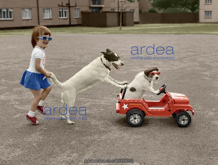 : Jack Russell plays with girls, England, Great Br : Jack Russell plays with girls, England, Great Br