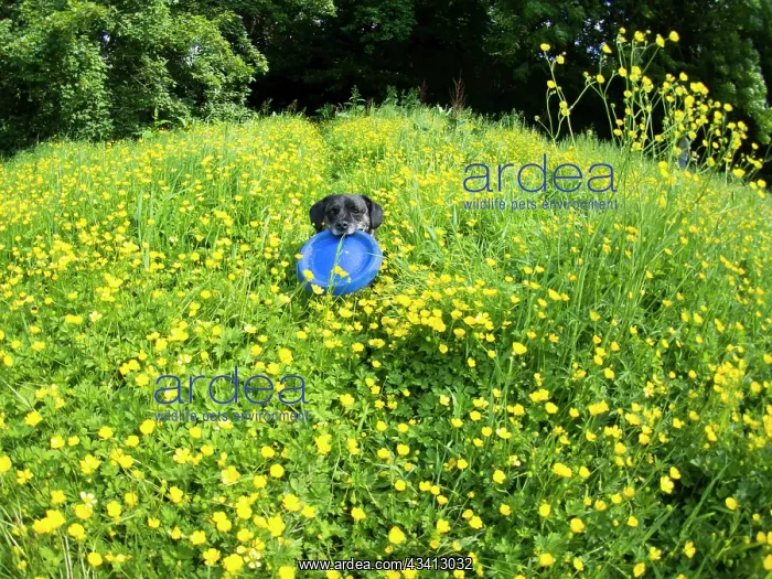 : Jack Russell / Pug cross (Jug) - in buttercups with frisbee : Jack Russell / Pug cross (Jug) - in buttercups with frisbee