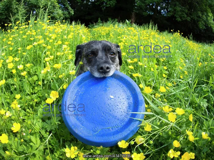 : Jack Russell / Pug cross (Jug) - in buttercups with frisbee : Jack Russell / Pug cross (Jug) - in buttercups with frisbee