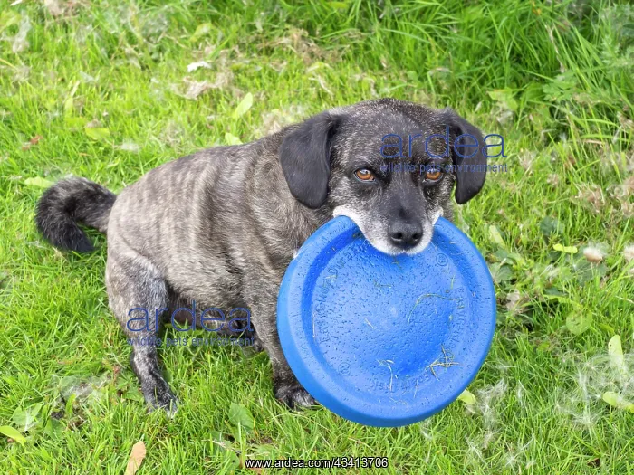 : Jack Russell / Pug cross (Jug) - holding frisbee - UK : Jack Russell / Pug cross (Jug) - holding frisbee - UK