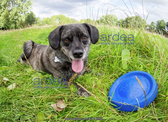 : Jack Russell / Pug cross (Jug) - in meadow with frisbee - UK : Jack Russell / Pug cross (Jug) - in meadow with frisbee - UK