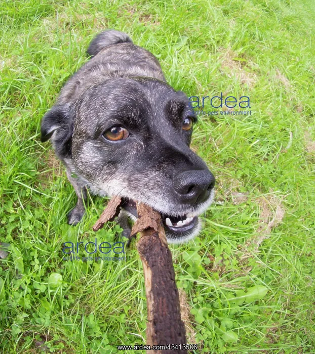 : Jack Russell / Pug cross (Jug) - in meadow with stick - UK : Jack Russell / Pug cross (Jug) - in meadow with stick - UK