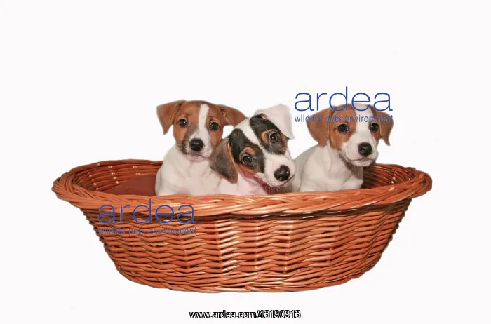 : Jack Russell puppies : Jack Russell puppies