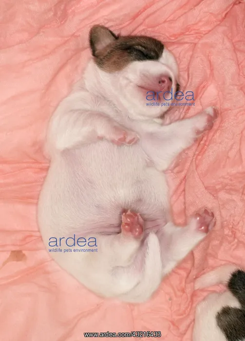 : Jack Russell puppy : Jack Russell puppy