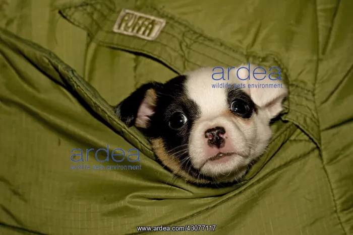 : Jack Russell puppy peering out of owner's anorak pocket UK : Jack Russell puppy peering out of owner's anorak pocket UK