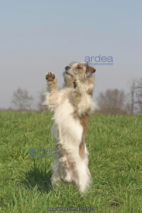 : Jack Russell-Shi Tzu hybrid, standing on it's hind : Jack Russell-Shi Tzu hybrid, standing on it's hind