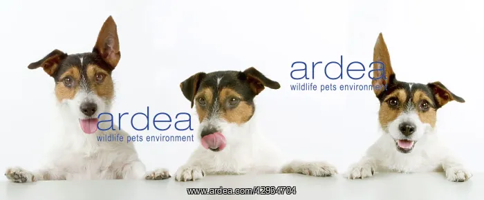 : Jack Russell Terrier - three : Jack Russell Terrier - three
