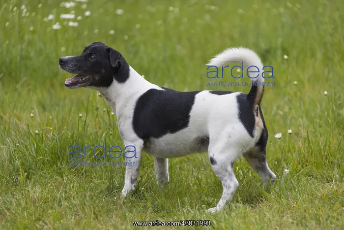 : Jack Russell Terrier - adult male - Germany : Jack Russell Terrier - adult male - Germany