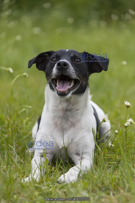 : Jack Russell Terrier - adult male - Germany : Jack Russell Terrier - adult male - Germany