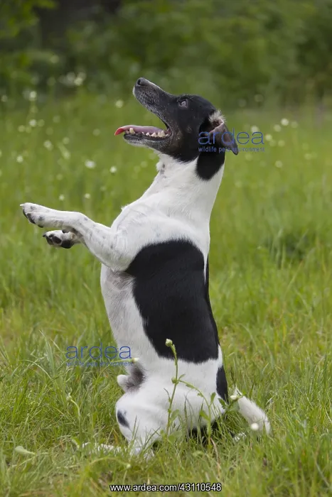 : Jack Russell Terrier - adult male sitting on its : Jack Russell Terrier - adult male sitting on its