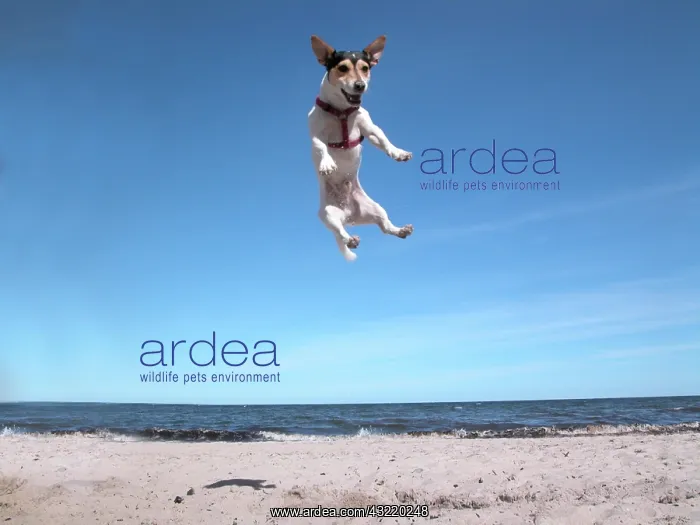 : Jack Russell Terrier on the beach, jumps in the : Jack Russell Terrier on the beach, jumps in the