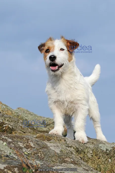 : Jack Russell Terrier, brown-white, bitch, attentively : Jack Russell Terrier, brown-white, bitch, attentively