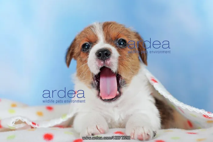 : Jack Russell Terrier, brown white, puppy 5 weeks : Jack Russell Terrier, brown white, puppy 5 weeks