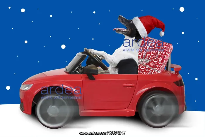 : Jack Russell Terrier, in car with Christmas hat and present : Jack Russell Terrier, in car with Christmas hat and present