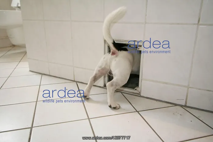 : Jack Russell Terrier, curious, looks into a hole : Jack Russell Terrier, curious, looks into a hole