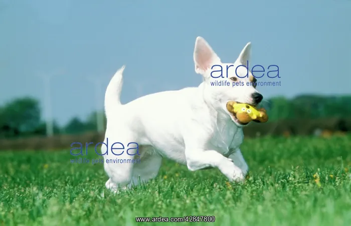 : Jack Russell Terrier Dog : Jack Russell Terrier Dog
