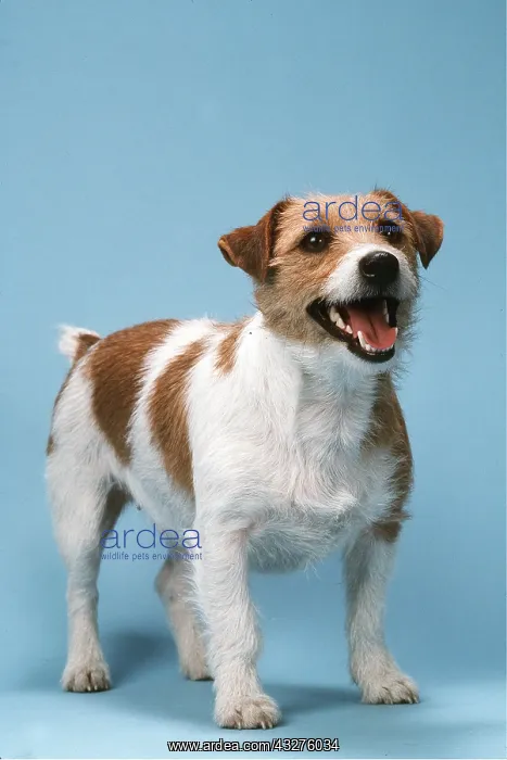 : JACK RUSSELL TERRIER DOG : JACK RUSSELL TERRIER DOG
