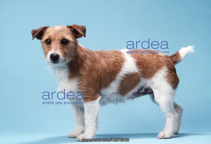 : JACK RUSSELL TERRIER DOG : JACK RUSSELL TERRIER DOG